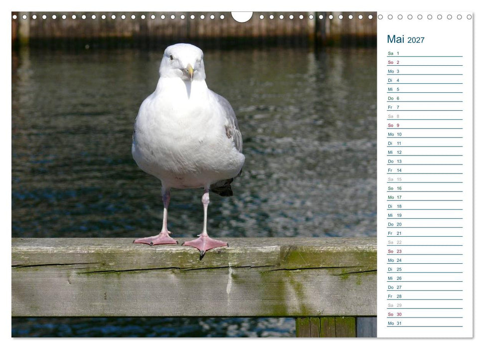 Möwen - Von der Ostsee bis zum Atlantik (CALVENDO Wandkalender 2027)