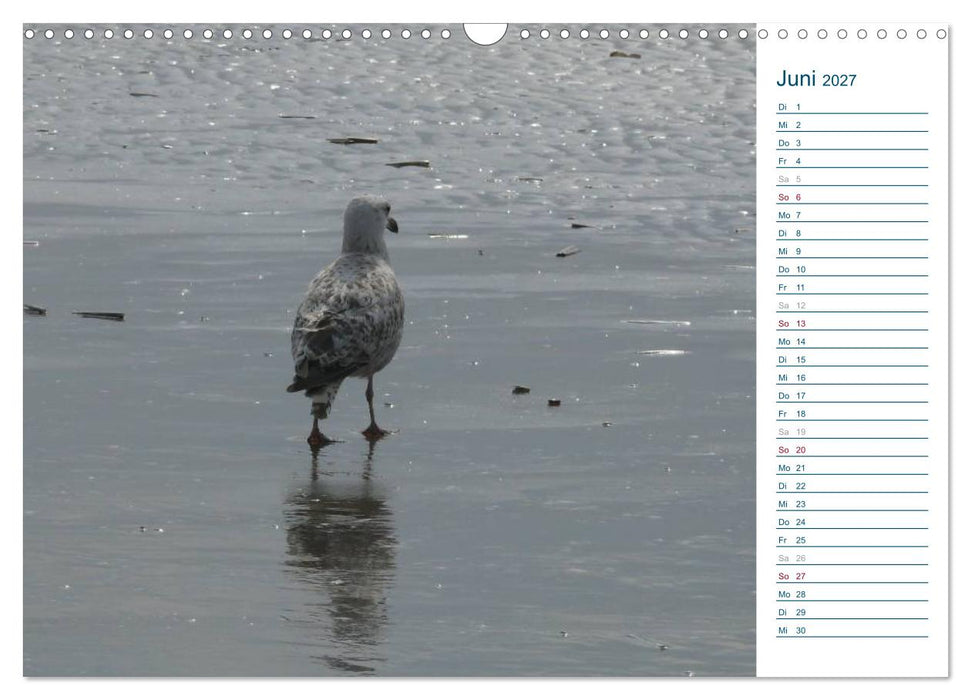 Möwen - Von der Ostsee bis zum Atlantik (CALVENDO Wandkalender 2027)