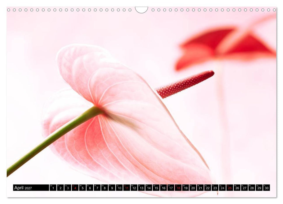 Flowers / 2027 (CALVENDO Wandkalender 2027)