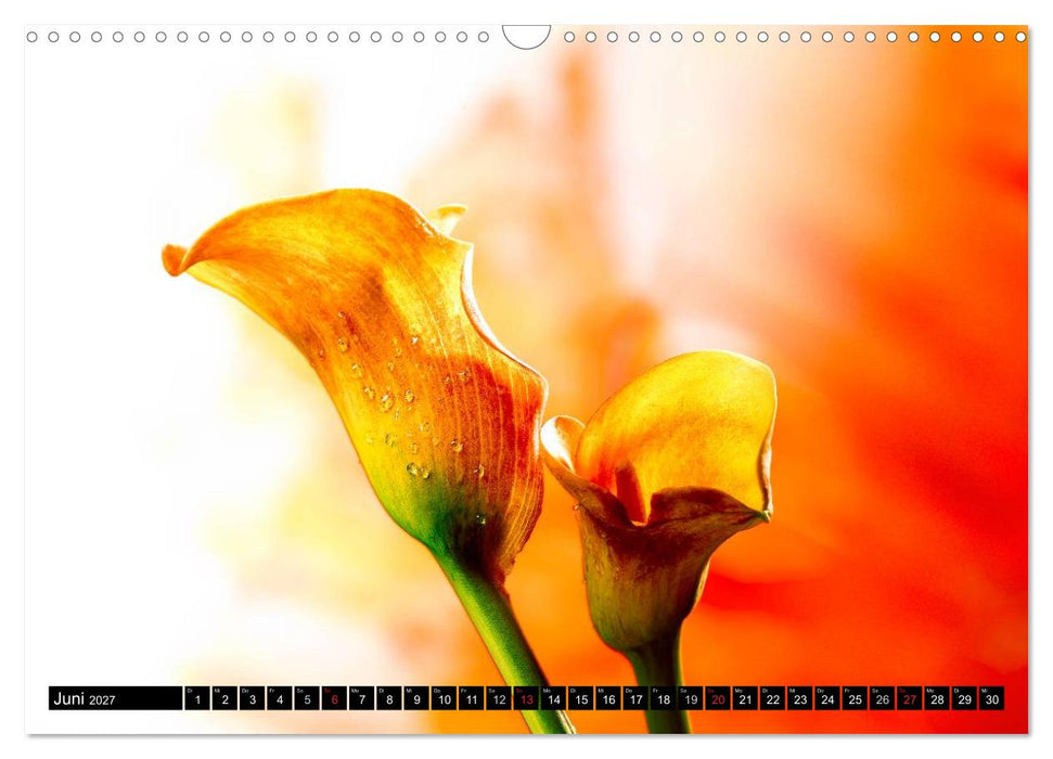 Flowers / 2027 (CALVENDO Wandkalender 2027)