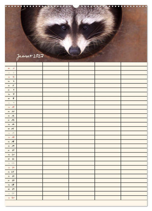 Waschbären Familienplaner (CALVENDO Premium Wandkalender 2027)