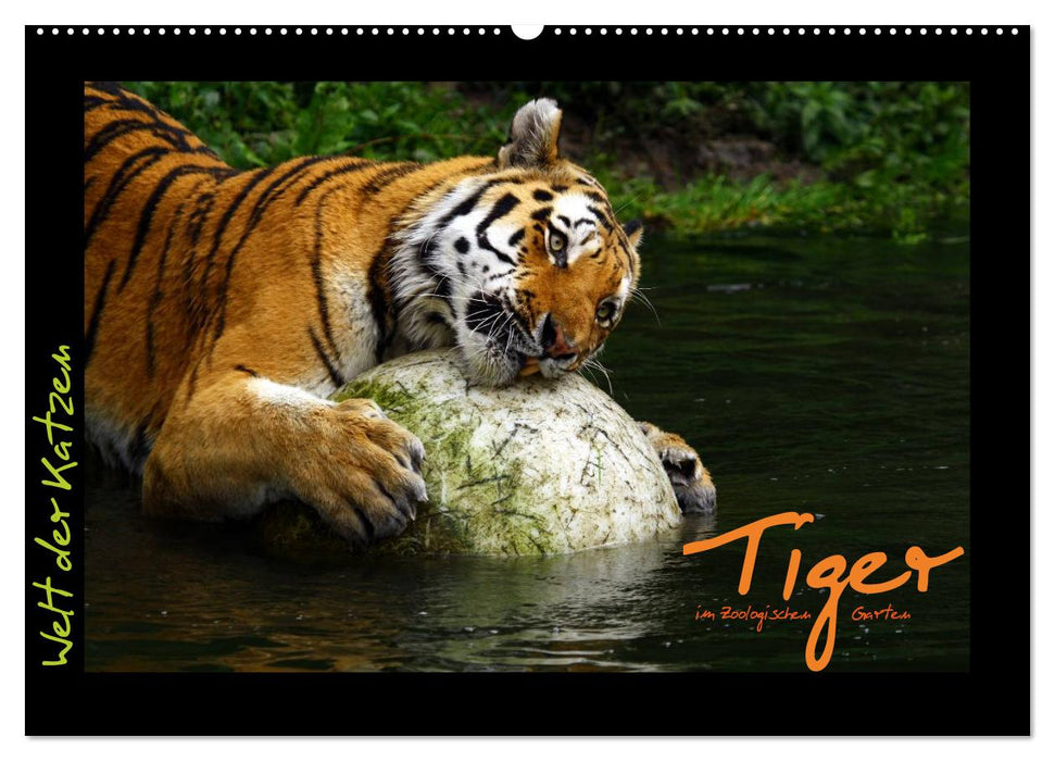 Welt der Katzen - Tiger (CALVENDO Wandkalender 2027)