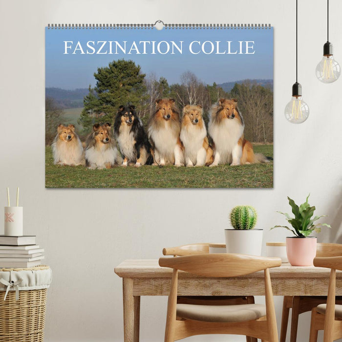 Faszination Collie 2027 (CALVENDO Wandkalender 2027)