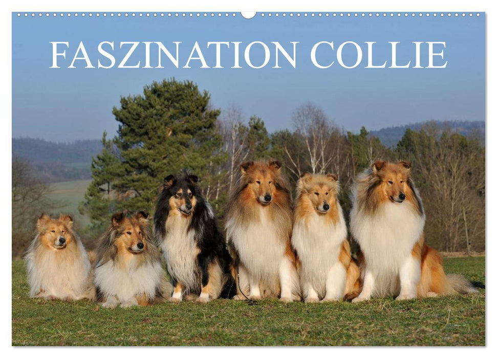 Faszination Collie 2027 (CALVENDO Wandkalender 2027)
