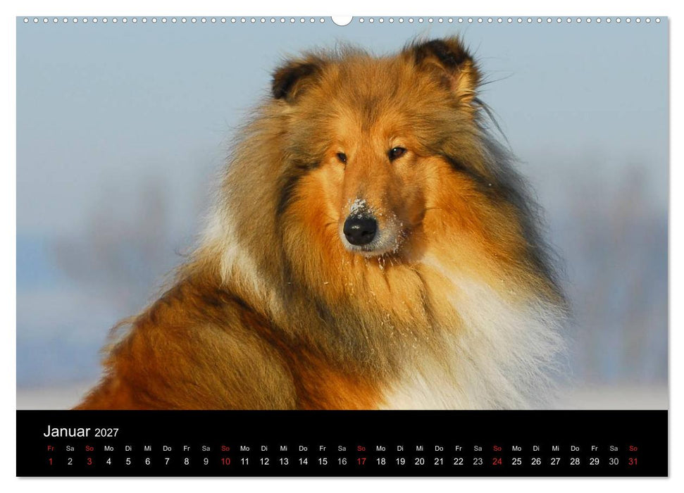 Faszination Collie 2027 (CALVENDO Wandkalender 2027)
