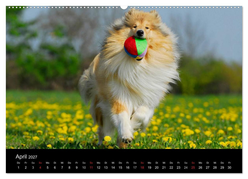 Faszination Collie 2027 (CALVENDO Wandkalender 2027)