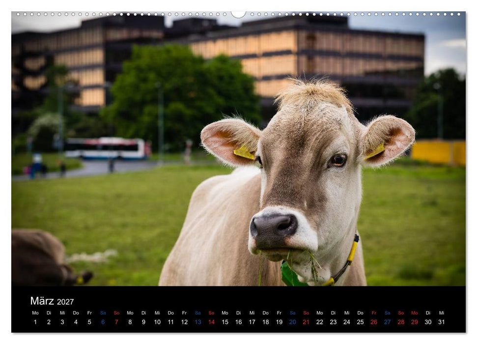 ZÜRICH - Little Big City (CALVENDO Wandkalender 2027)