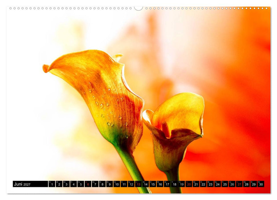 Flowers / 2027 (CALVENDO Premium Wandkalender 2027)