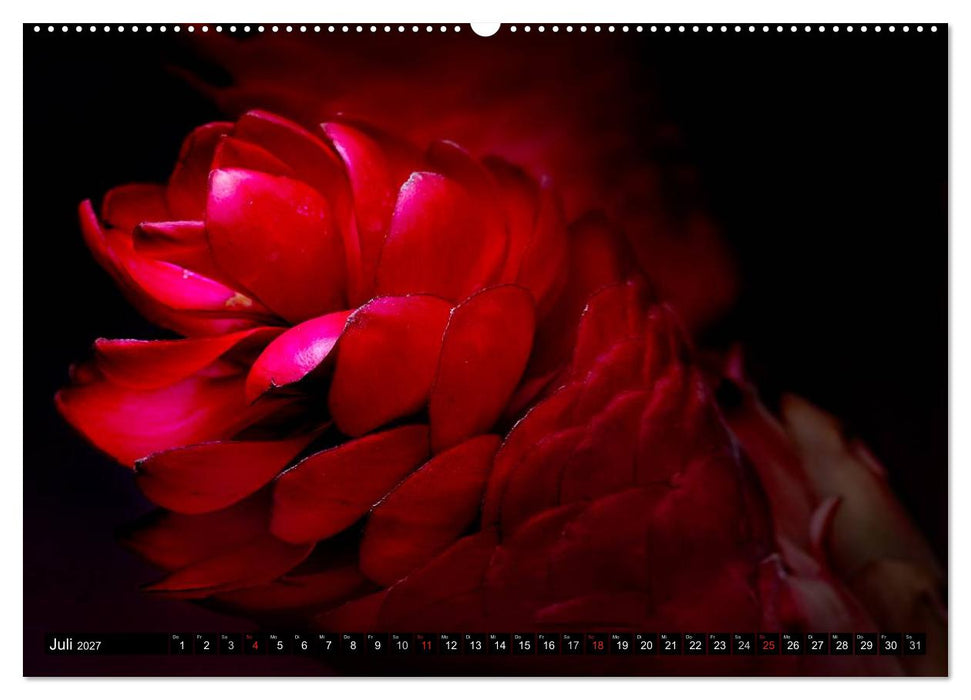 Flowers / 2027 (CALVENDO Premium Wandkalender 2027)