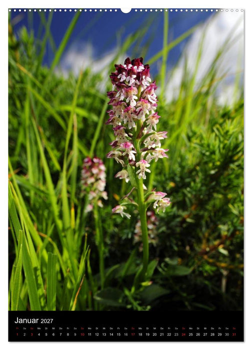 Orchideen in Südeuropa (CALVENDO Premium Wandkalender 2027)