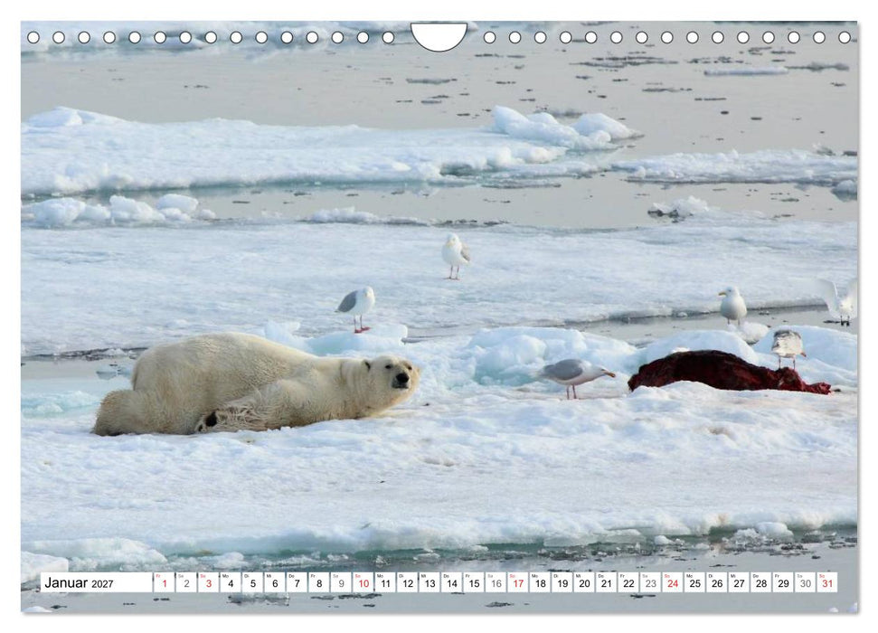 Eisbären - Könige der Arktis (CALVENDO Wandkalender 2027)