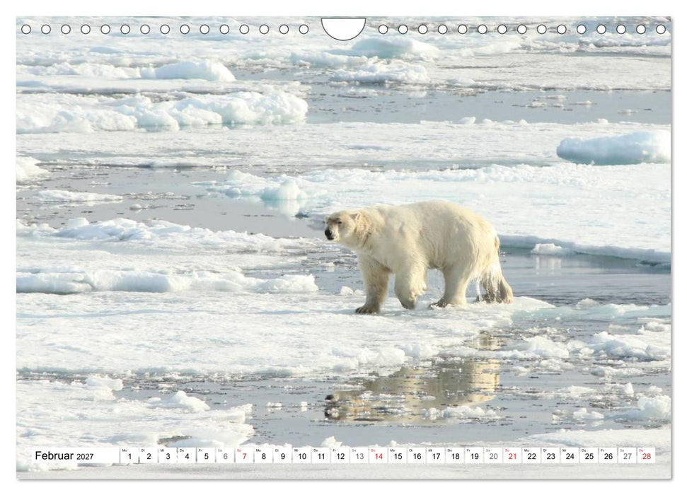 Eisbären - Könige der Arktis (CALVENDO Wandkalender 2027)
