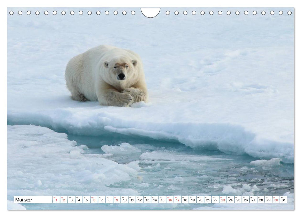 Eisbären - Könige der Arktis (CALVENDO Wandkalender 2027)