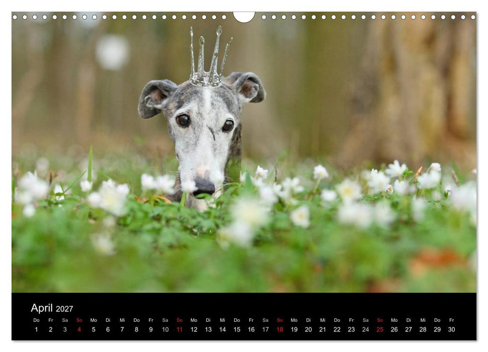 Der Windhundekalender (CALVENDO Wandkalender 2027)