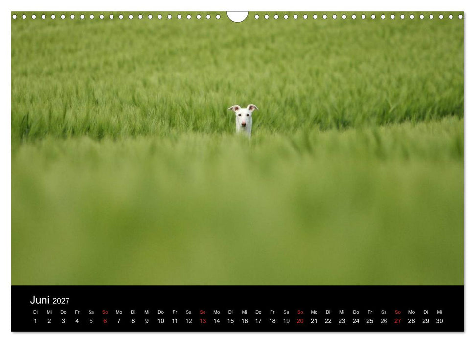 Der Windhundekalender (CALVENDO Wandkalender 2027)
