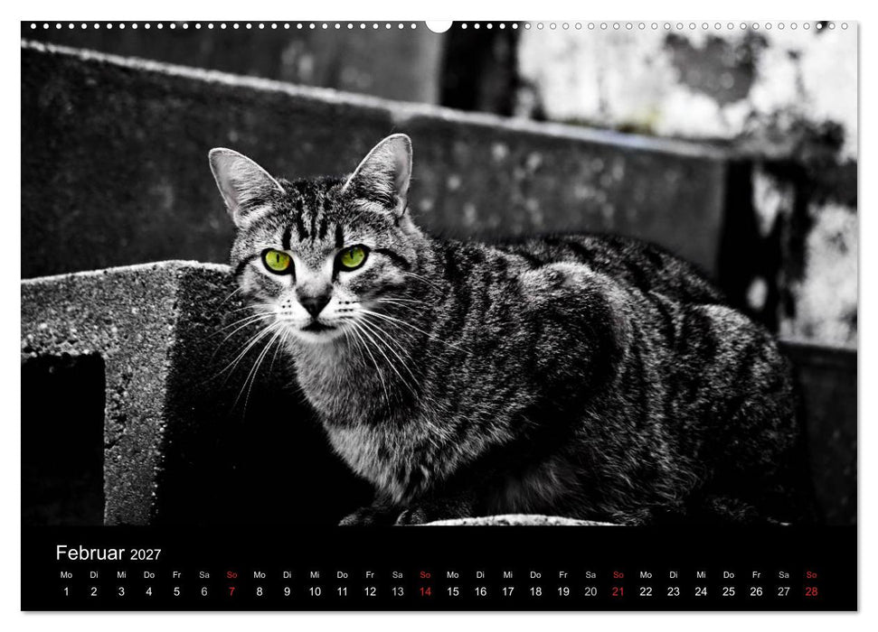 Farbtupfer (CALVENDO Premium Wandkalender 2027)