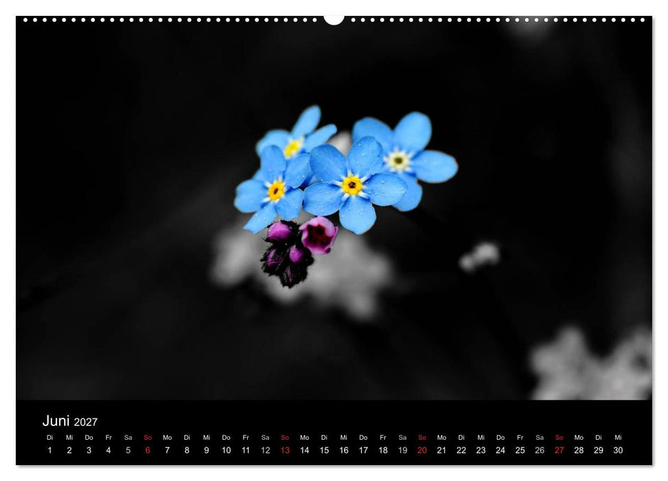 Farbtupfer (CALVENDO Premium Wandkalender 2027)