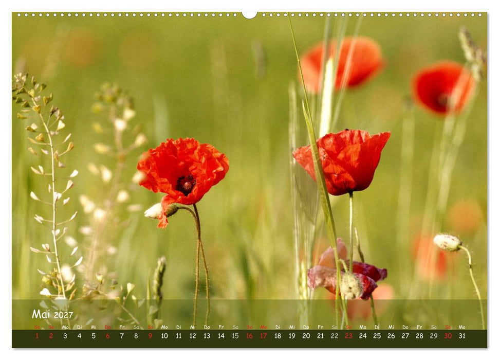 Mohnträume (CALVENDO Wandkalender 2027)