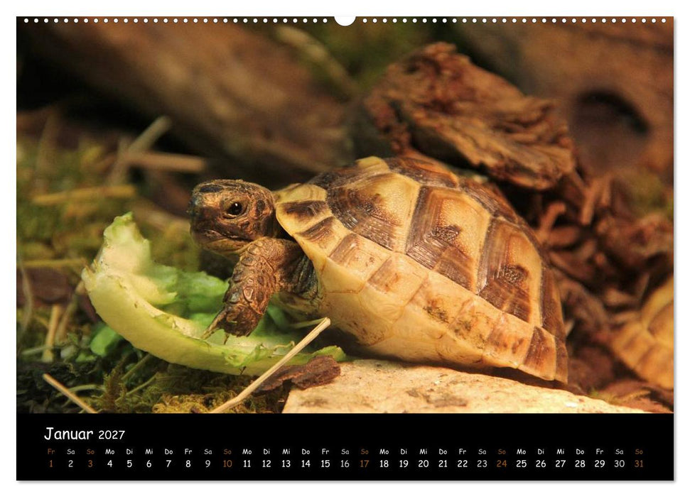 Reptilien 2027 (CALVENDO Wandkalender 2027)