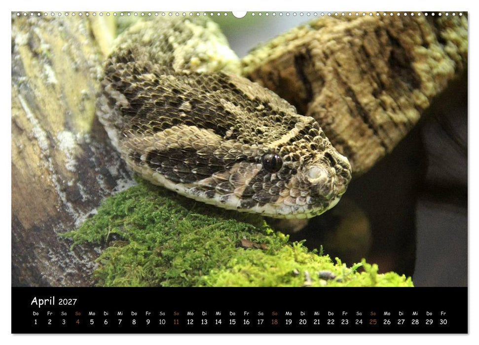 Reptilien 2027 (CALVENDO Wandkalender 2027)