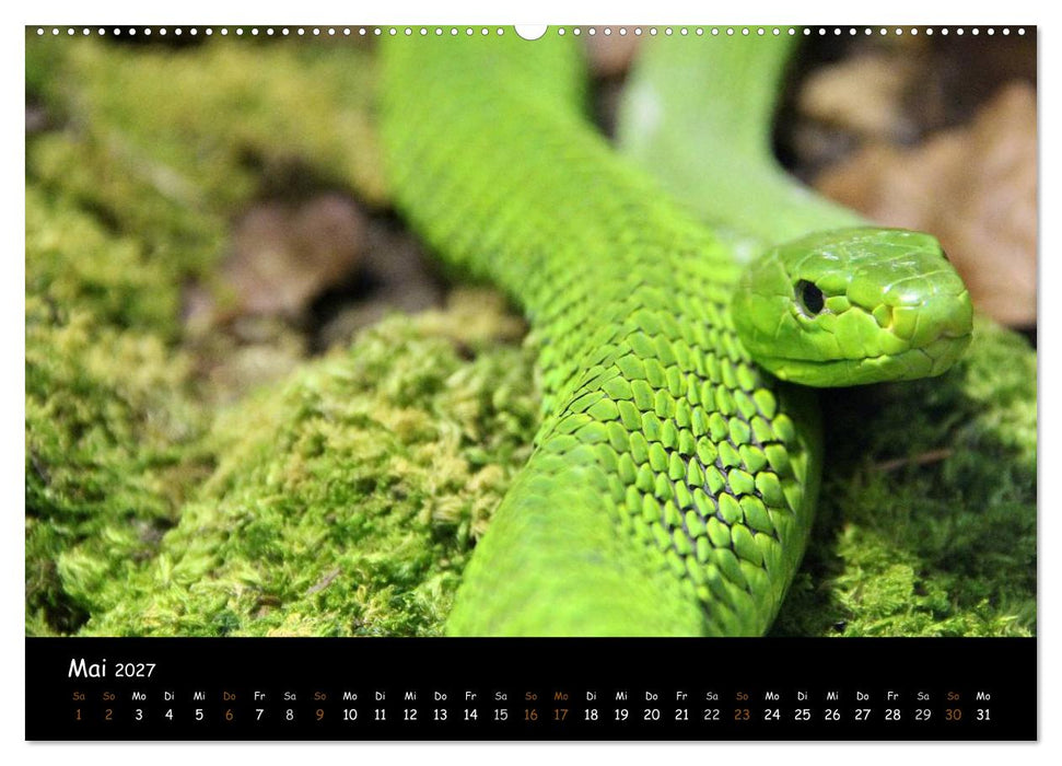 Reptilien 2027 (CALVENDO Wandkalender 2027)