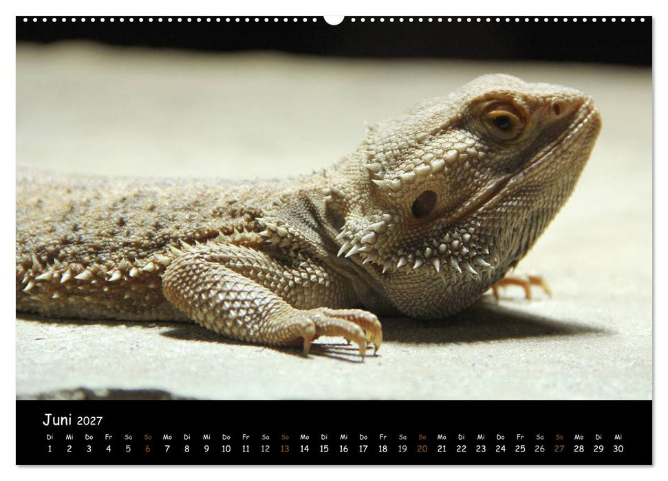 Reptilien 2027 (CALVENDO Wandkalender 2027)