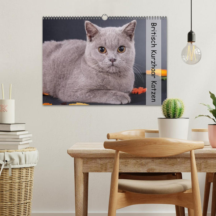 Britisch Kurzhaar Katzen (CALVENDO Wandkalender 2027)