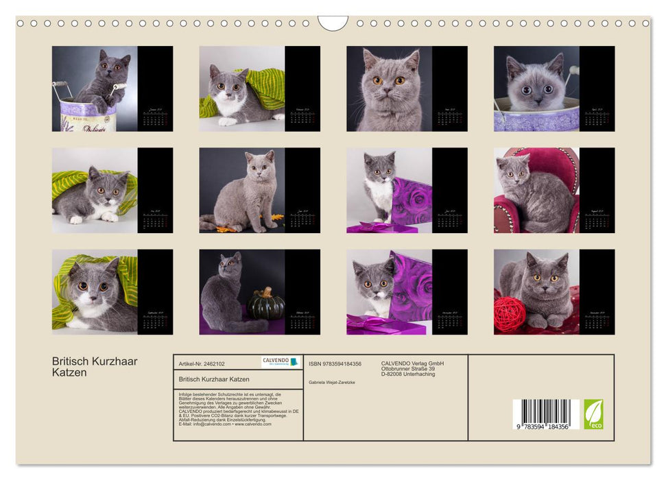 Britisch Kurzhaar Katzen (CALVENDO Wandkalender 2027)