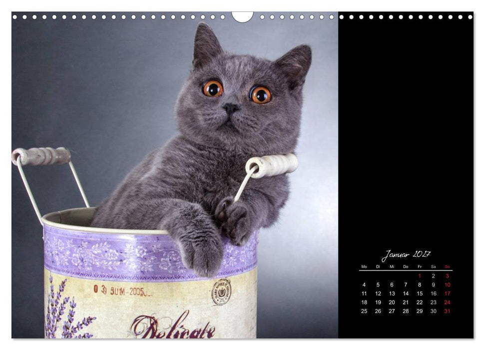 Britisch Kurzhaar Katzen (CALVENDO Wandkalender 2027)
