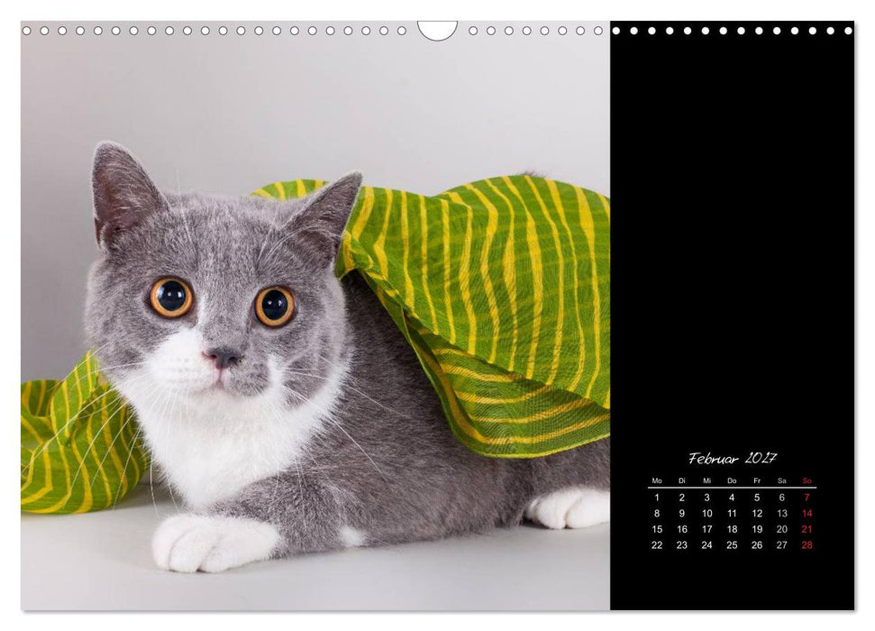 Britisch Kurzhaar Katzen (CALVENDO Wandkalender 2027)