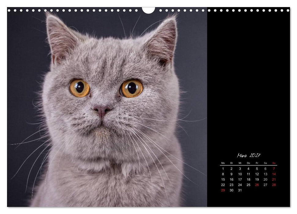 Britisch Kurzhaar Katzen (CALVENDO Wandkalender 2027)