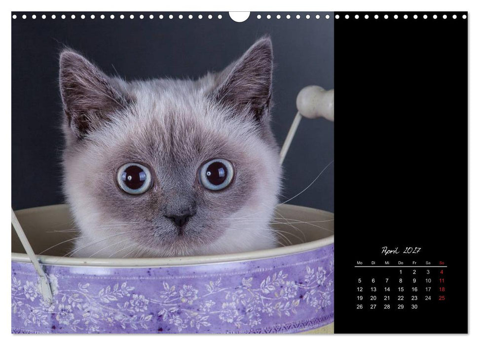 Britisch Kurzhaar Katzen (CALVENDO Wandkalender 2027)