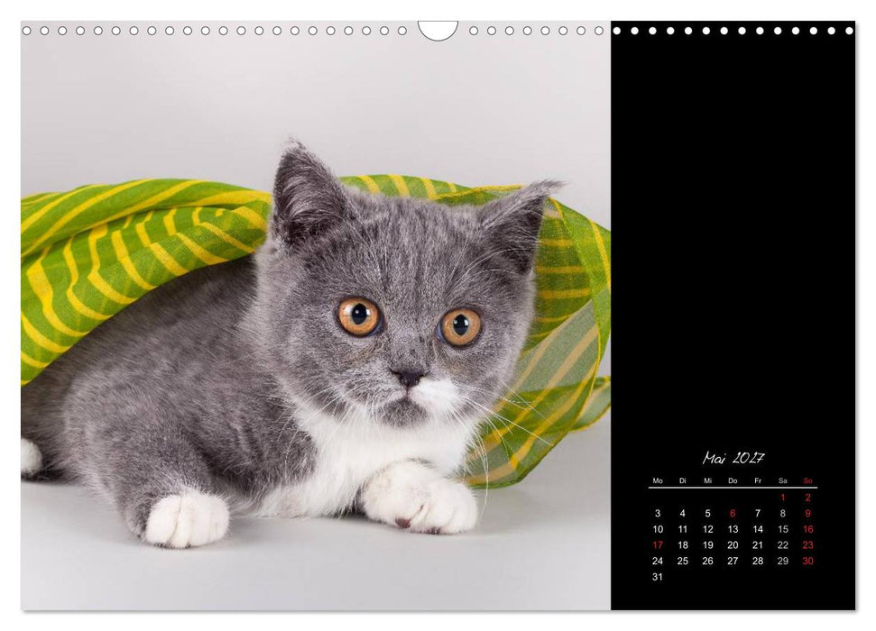 Britisch Kurzhaar Katzen (CALVENDO Wandkalender 2027)
