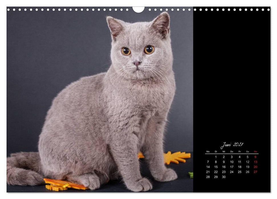 Britisch Kurzhaar Katzen (CALVENDO Wandkalender 2027)