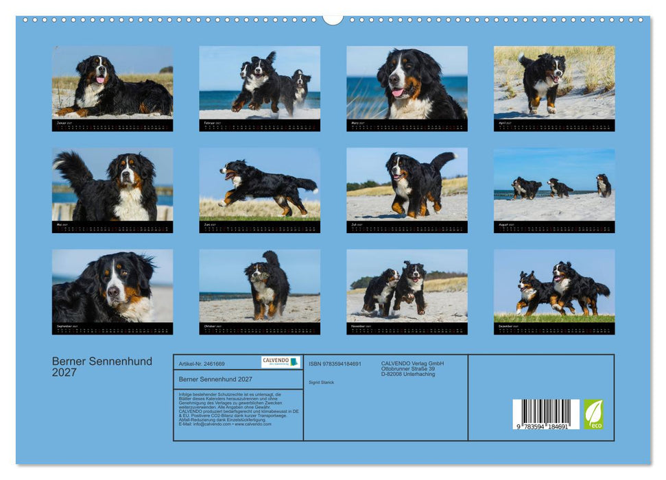 Berner Sennenhund 2027 (CALVENDO Premium Wandkalender 2027)