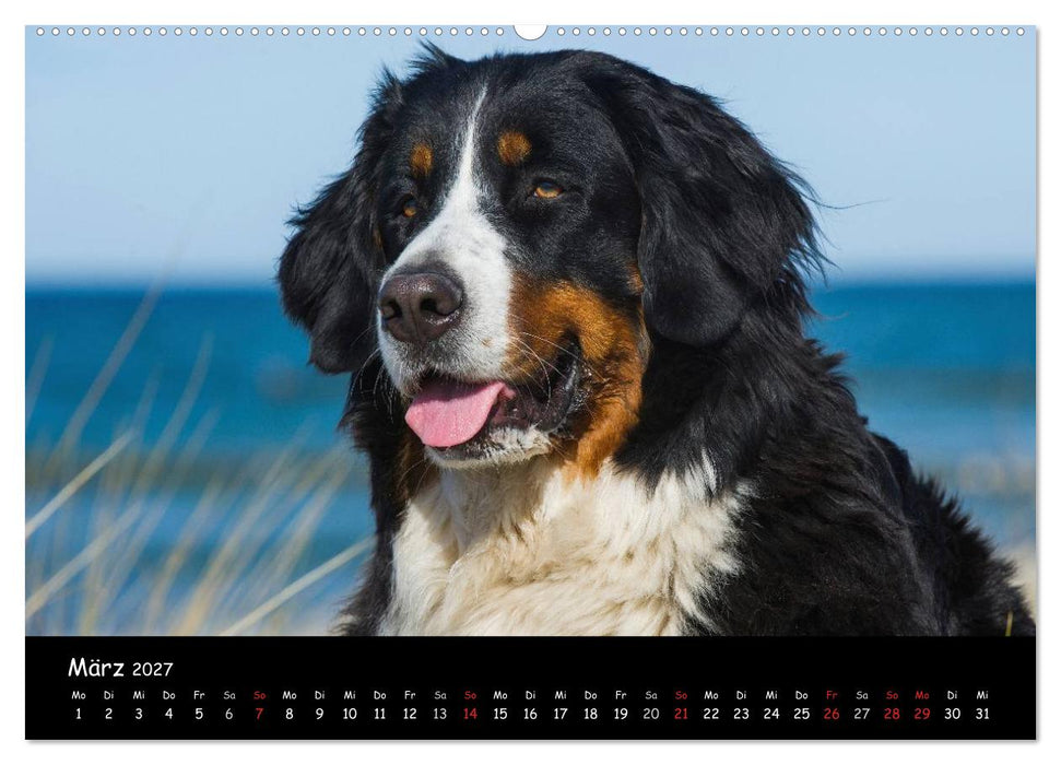 Berner Sennenhund 2027 (CALVENDO Premium Wandkalender 2027)