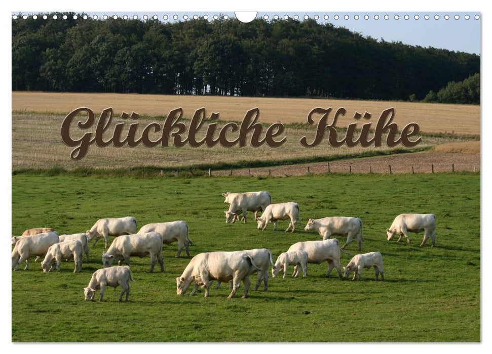 Glückliche Kühe (CALVENDO Wandkalender 2027)
