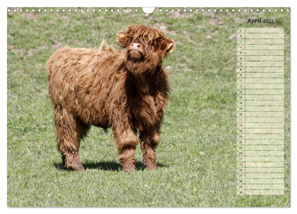 Glückliche Kühe (CALVENDO Wandkalender 2027)