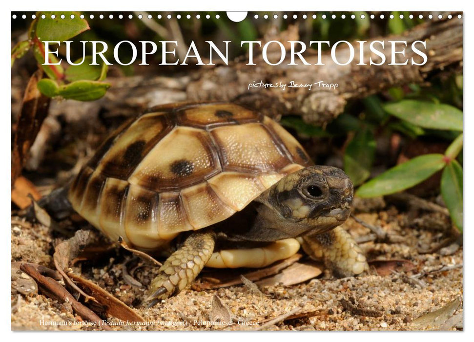 European Tortoises / UK-Version (CALVENDO Monthly Calendar 2027)