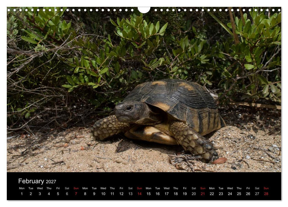 European Tortoises / UK-Version (CALVENDO Monthly Calendar 2027)