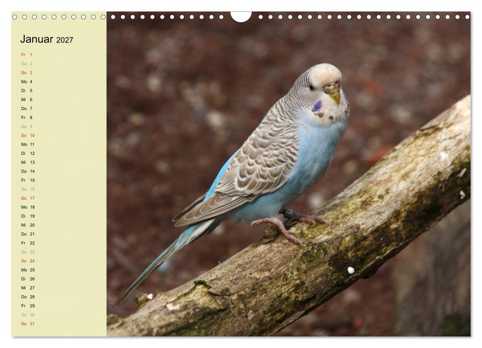 Terminplaner Wellensittiche (CALVENDO Wandkalender 2027)