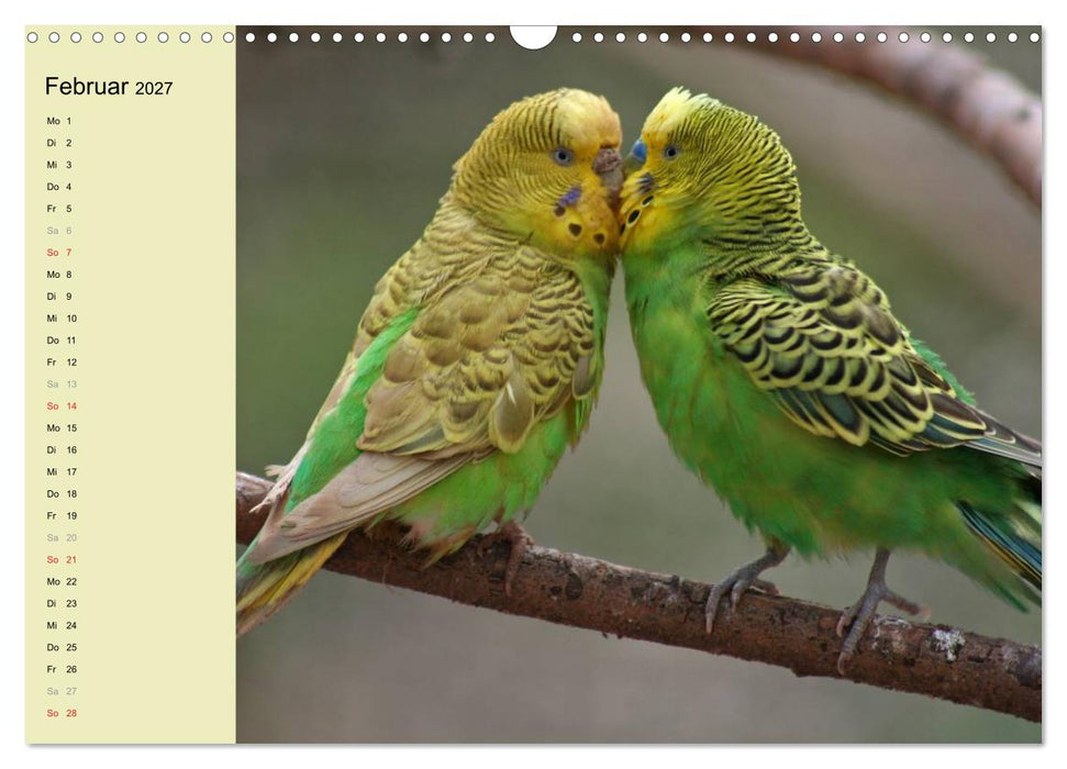 Terminplaner Wellensittiche (CALVENDO Wandkalender 2027)