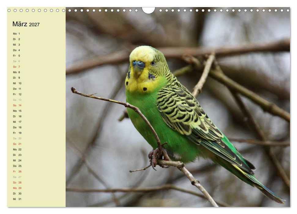 Terminplaner Wellensittiche (CALVENDO Wandkalender 2027)