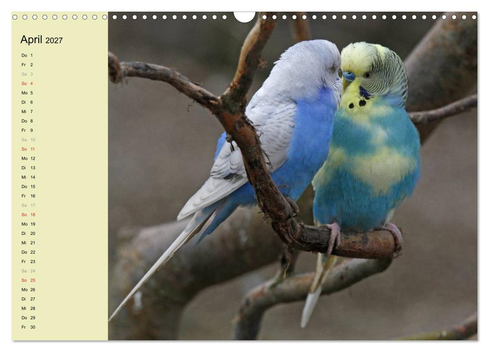 Terminplaner Wellensittiche (CALVENDO Wandkalender 2027)
