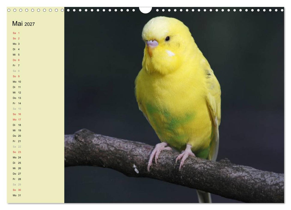 Terminplaner Wellensittiche (CALVENDO Wandkalender 2027)