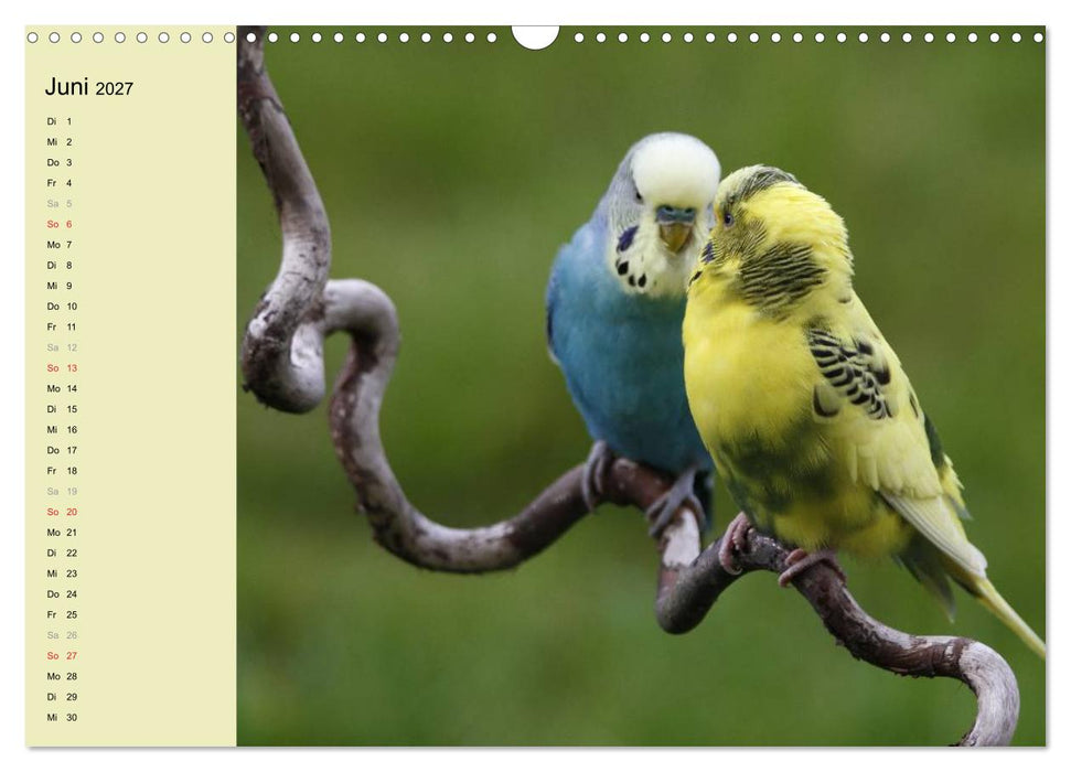 Terminplaner Wellensittiche (CALVENDO Wandkalender 2027)