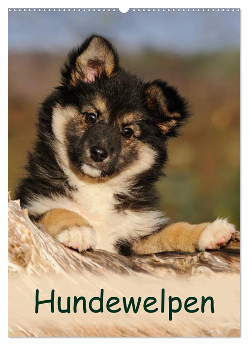 Hundewelpen (CALVENDO Wandkalender 2027)
