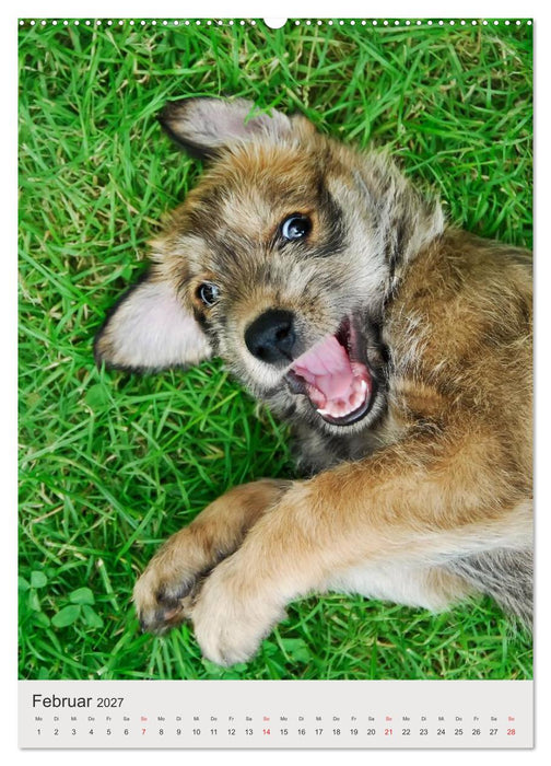 Hundewelpen (CALVENDO Wandkalender 2027)