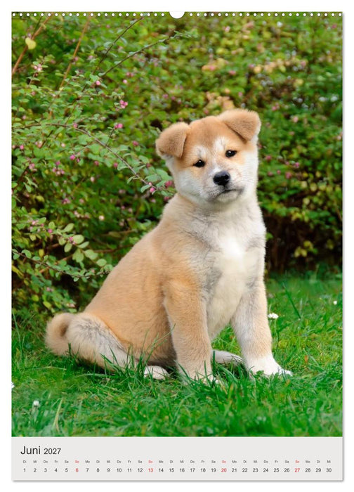 Hundewelpen (CALVENDO Wandkalender 2027)