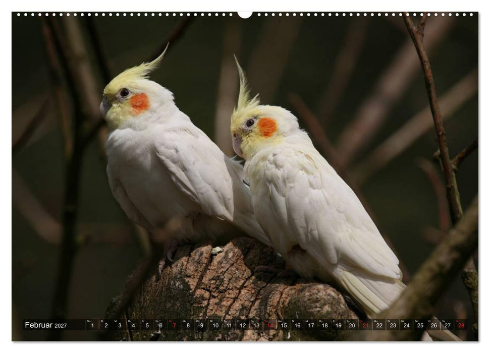 Nymphensittiche (CALVENDO Premium Wandkalender 2027)